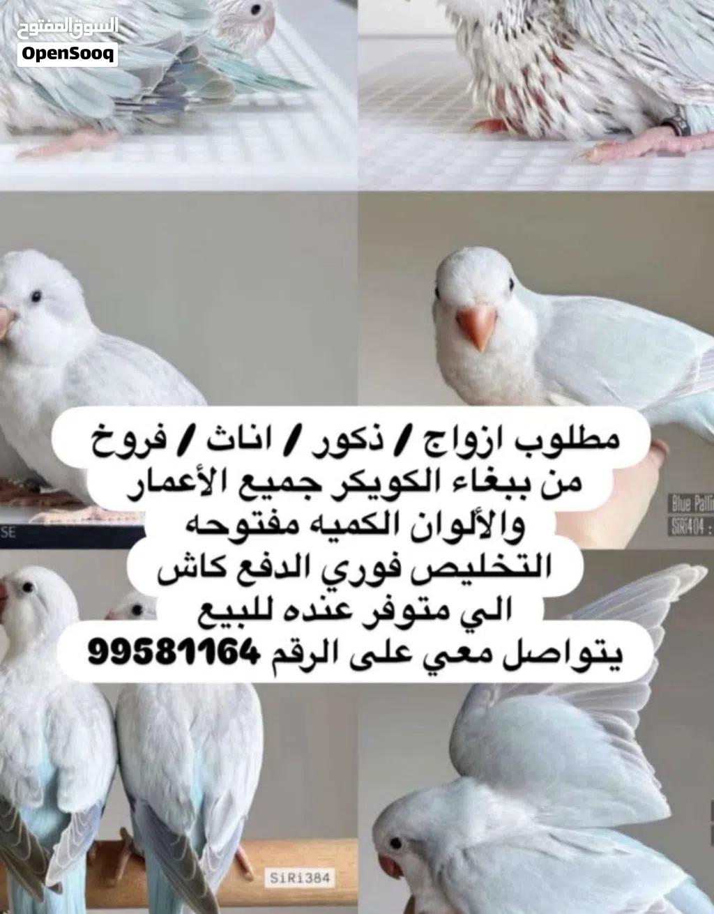 مطلوب وليس بيع كويكر