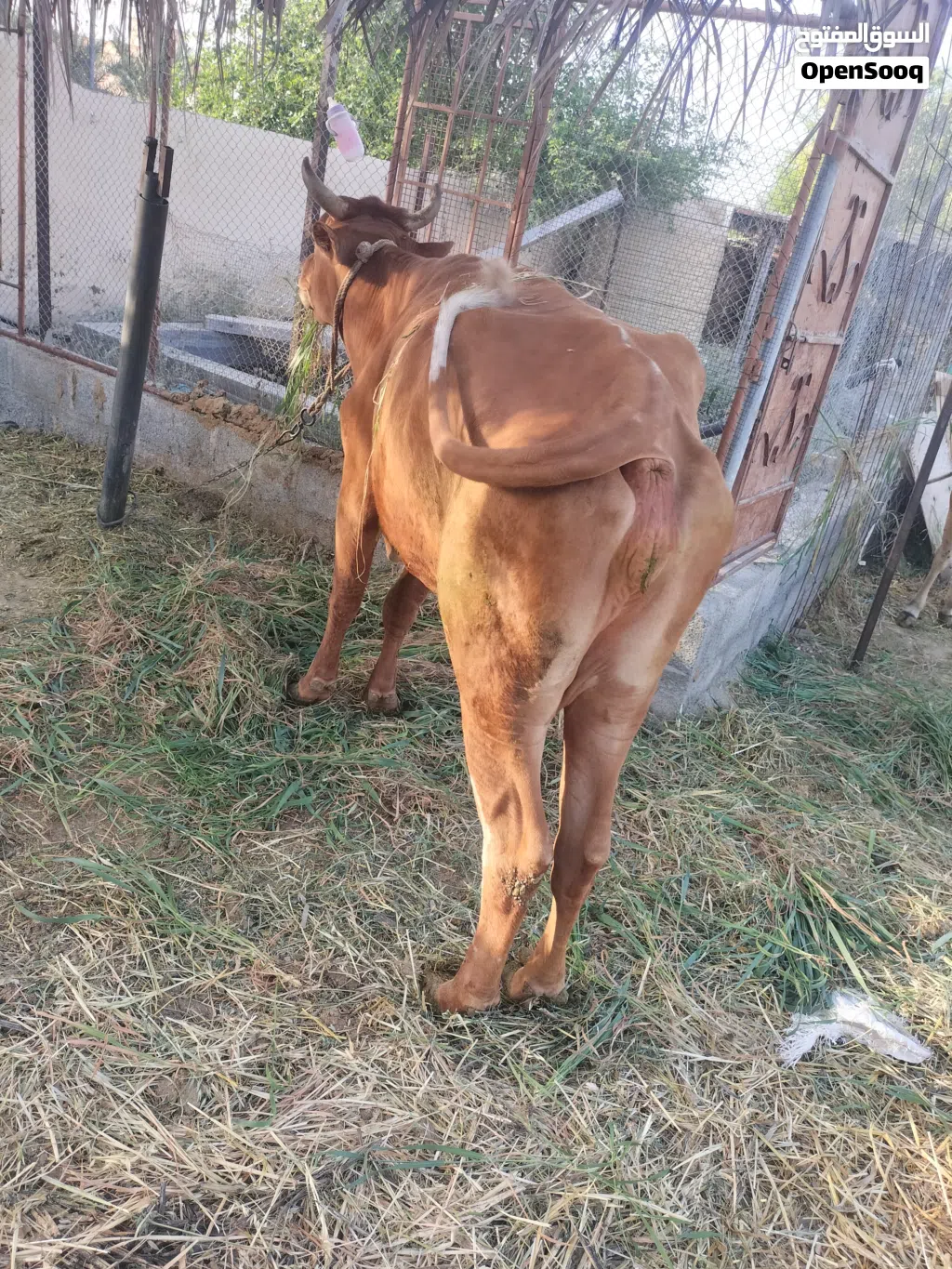 بقره جيرسي ظفاري للبيع