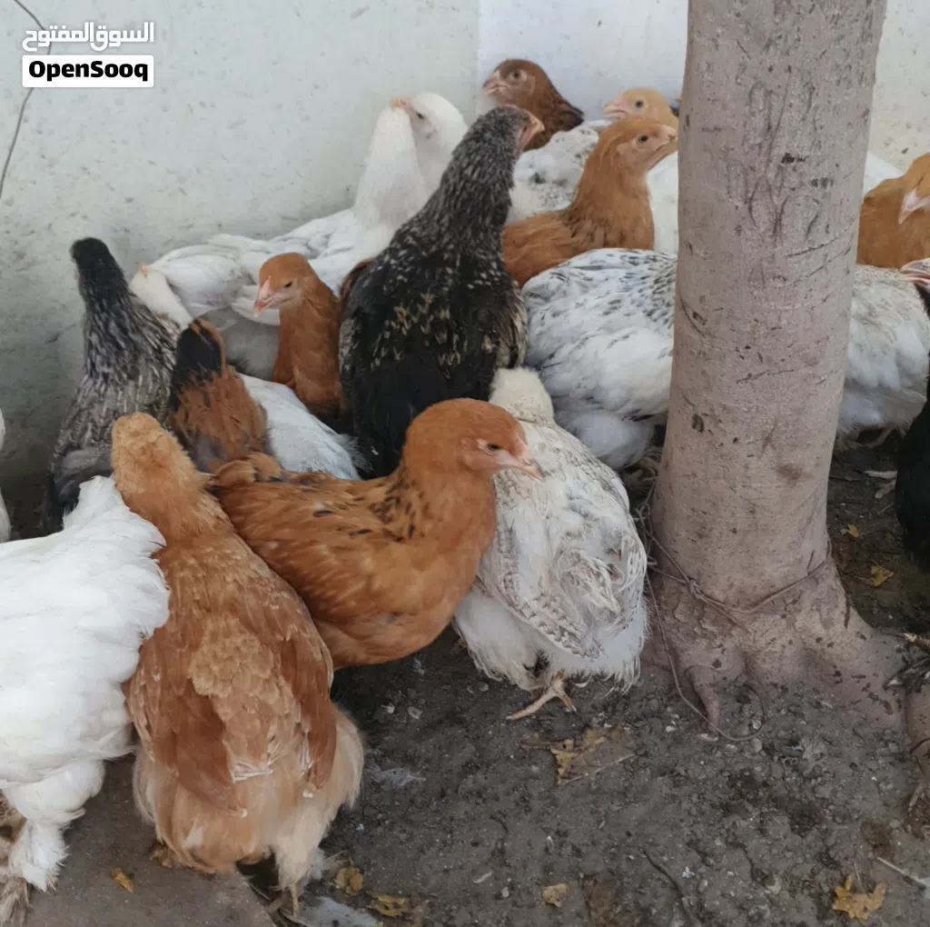 دجاج البراهما  عمر 4 شهور ونص مستوى خوارج