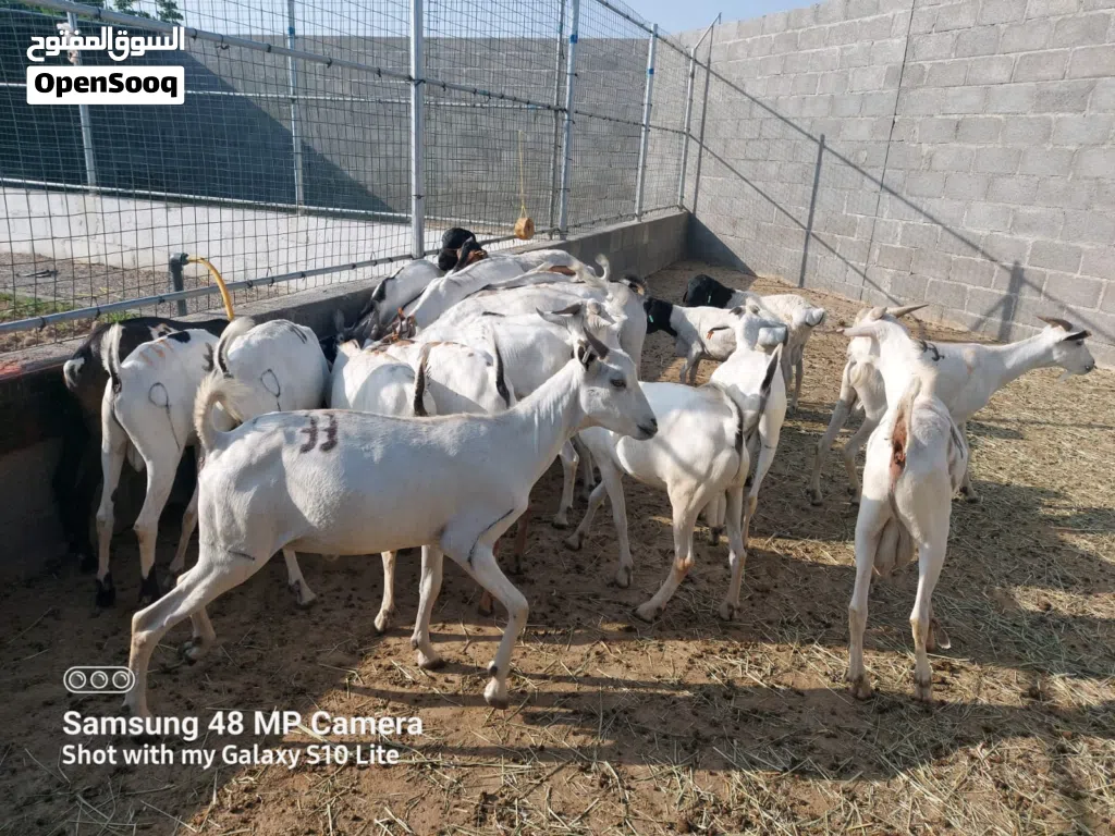 بيع اغنام صوماليات
