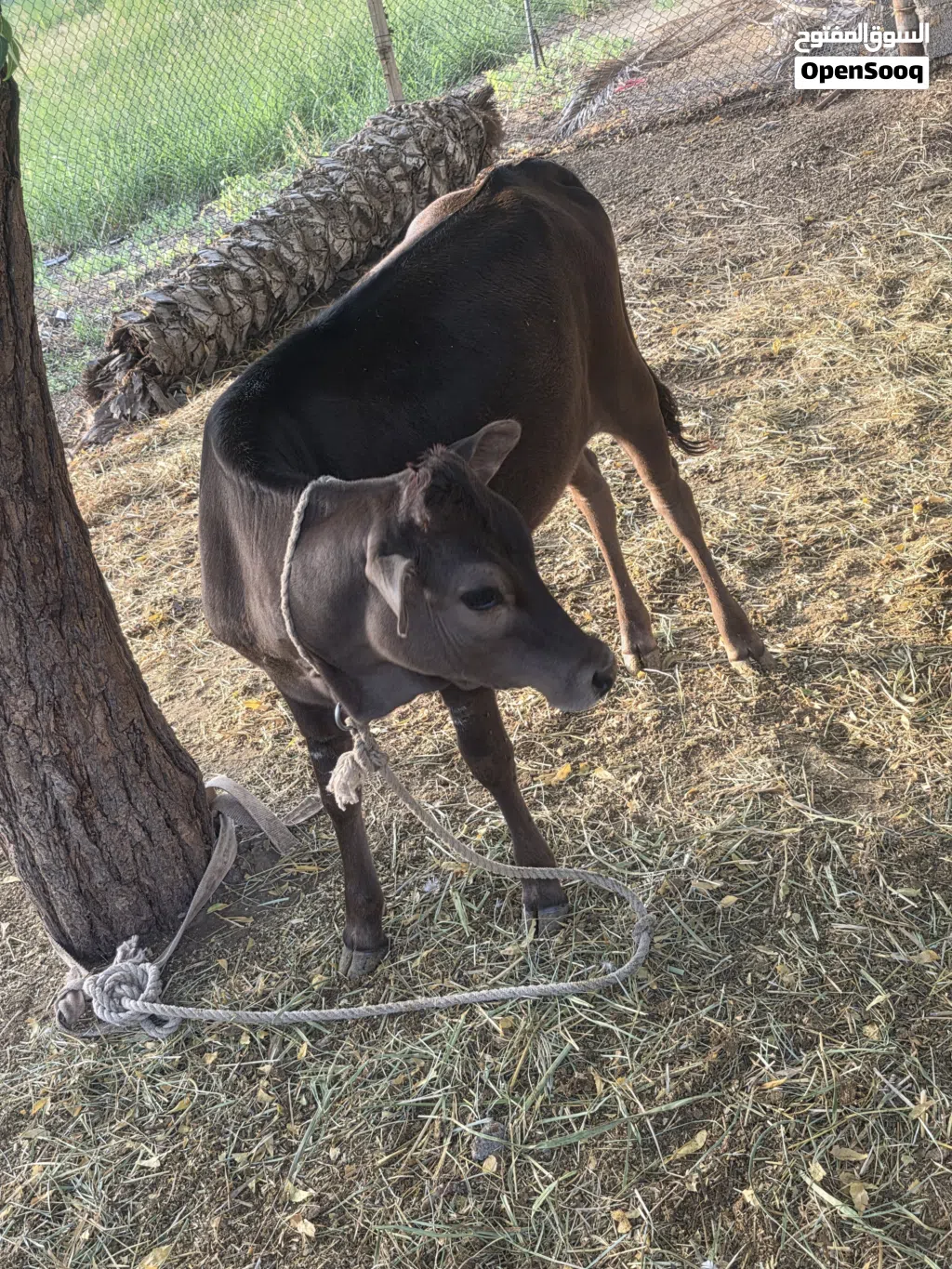 للبيع عجله عمانيه بكر سمينه ما شاء الله
