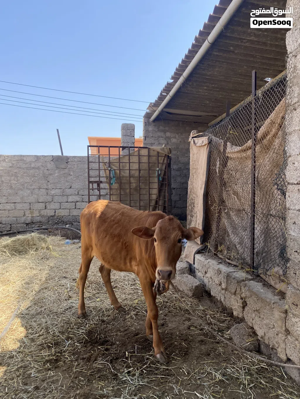 بقره للبيع