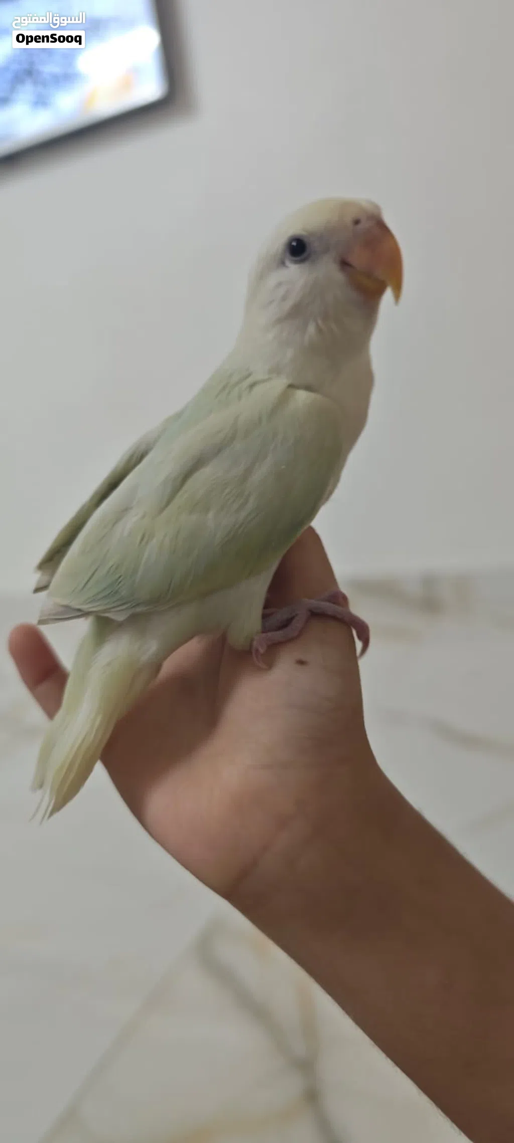 متوه درة اليفه