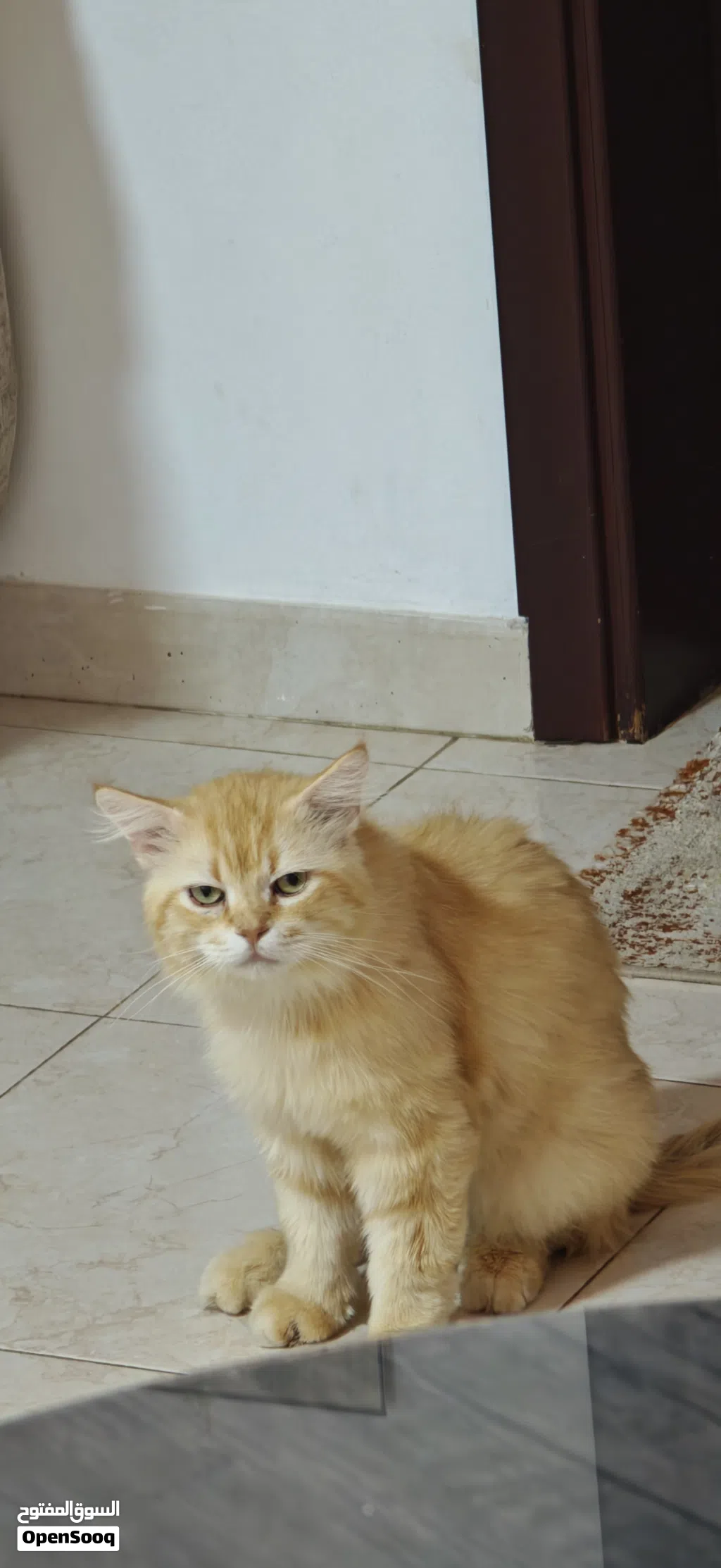 قط شيرازي ذكر للبيع cat for sale