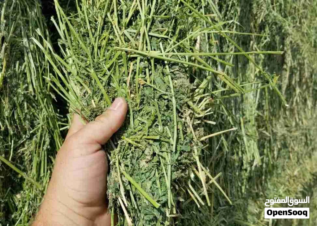 البرسیم طازج للأبقار والأغنام والإبل