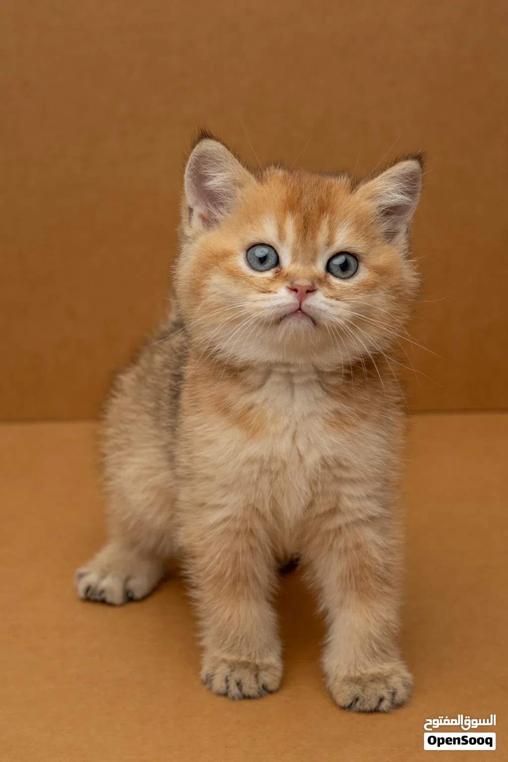 pure golden scottish straight kittens