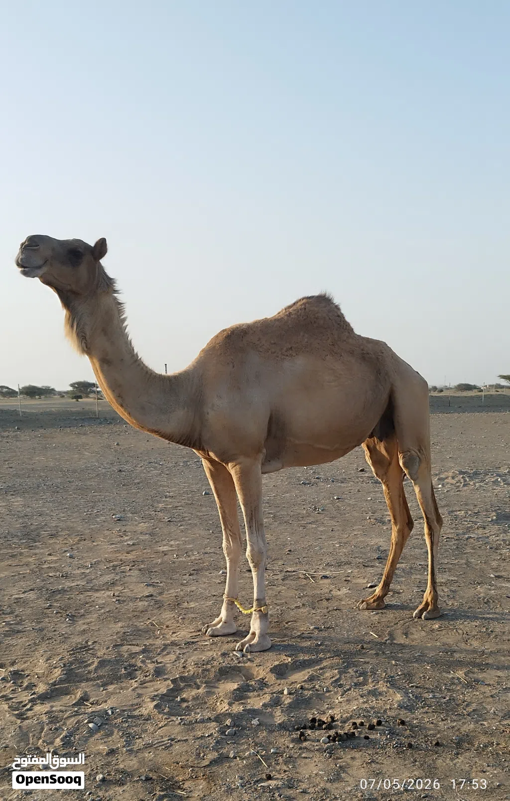 ناقه حايل للبيع