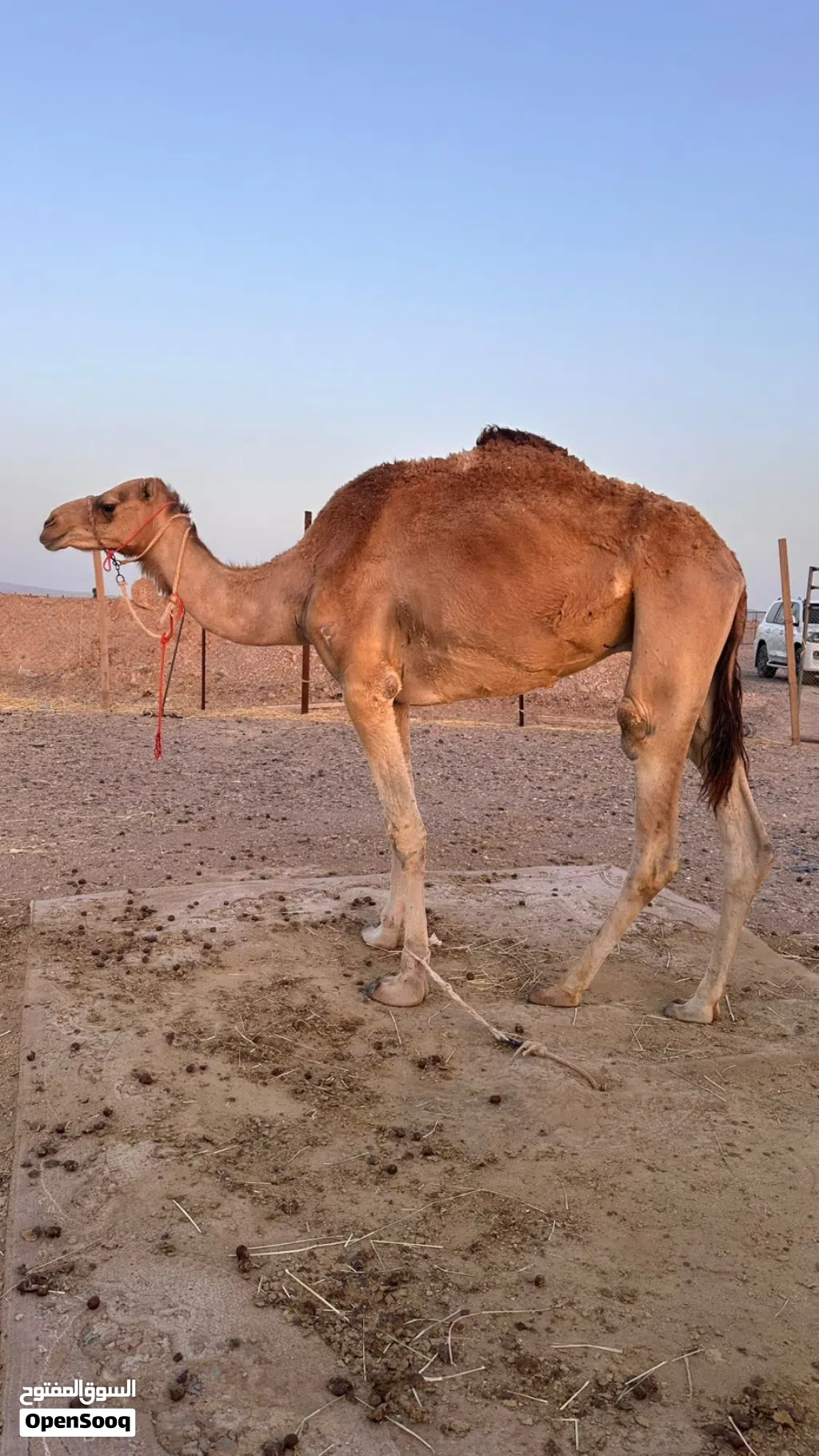 للبيع قليصه
