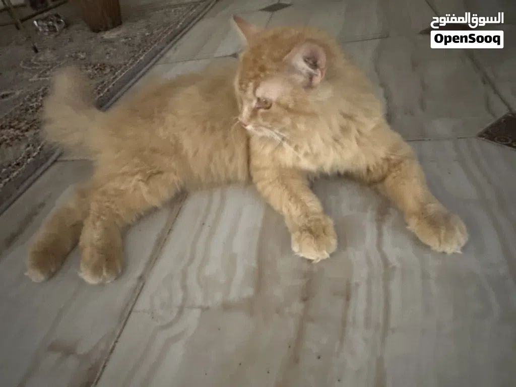 قط للبيع جميل جدا  A very beautiful cat for sale