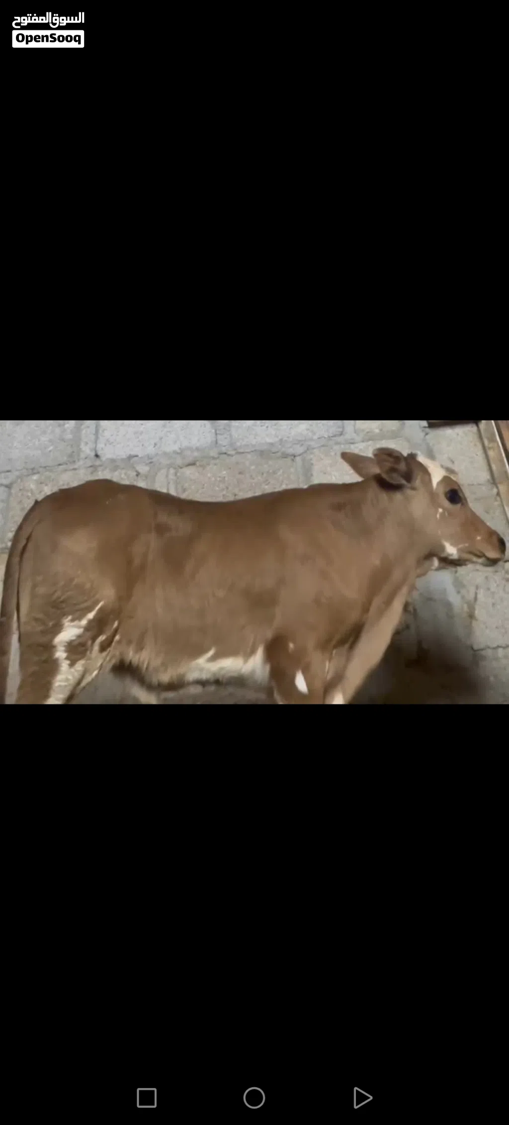 لبيع عجال مهجنات مال ثباح ومال تربيه كل أسبوع اوفر