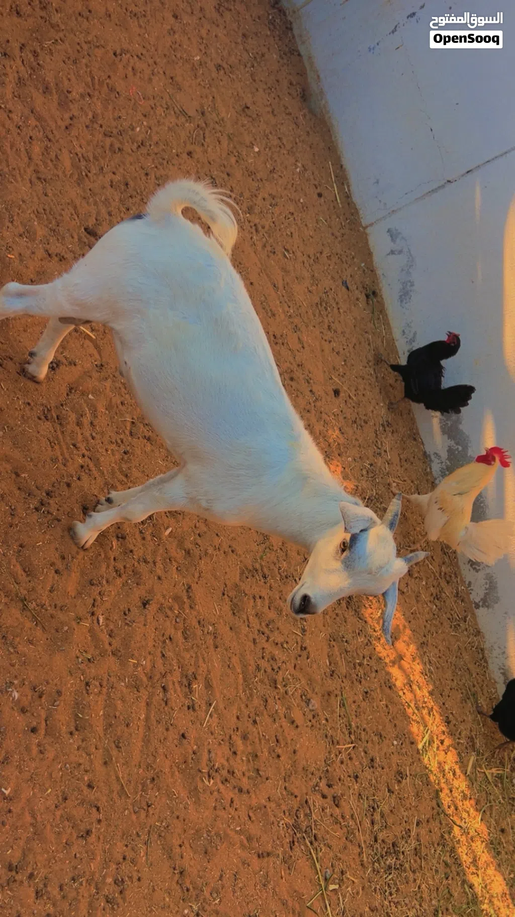 للبيع سخل شوف الوصف