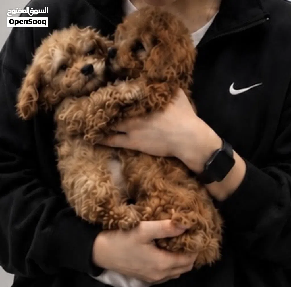 Poodle -Toy poodle /توي بودل