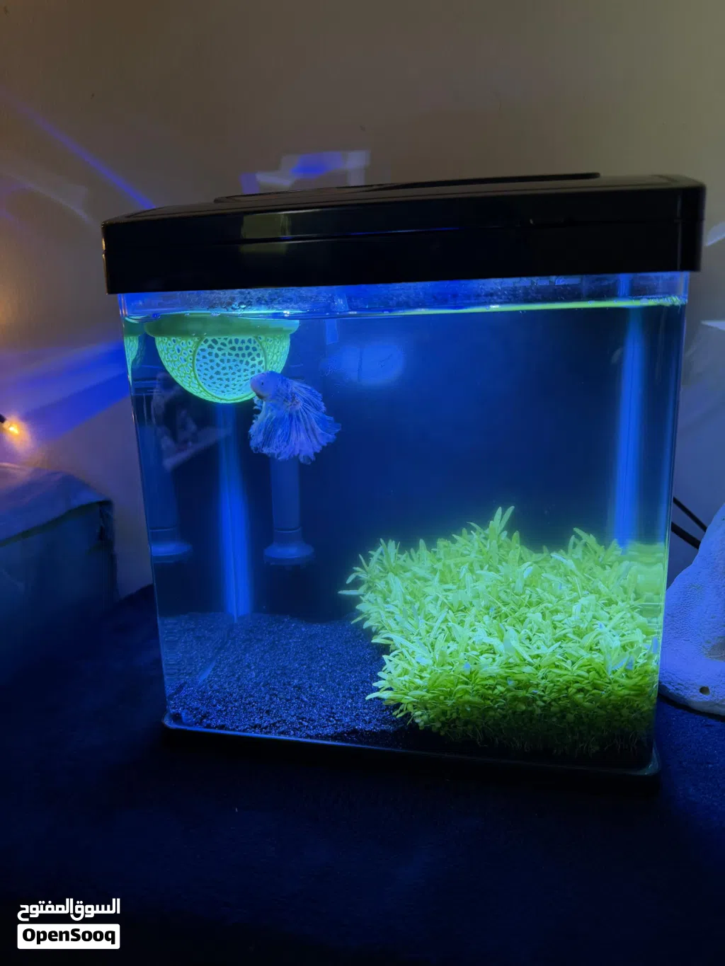 High Quality Aquarium with filter, light and Oxygen pump