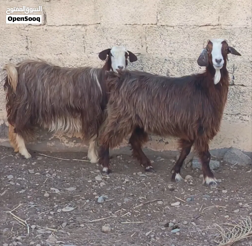 للبيع اغنام 2 من حلال بني سعيد