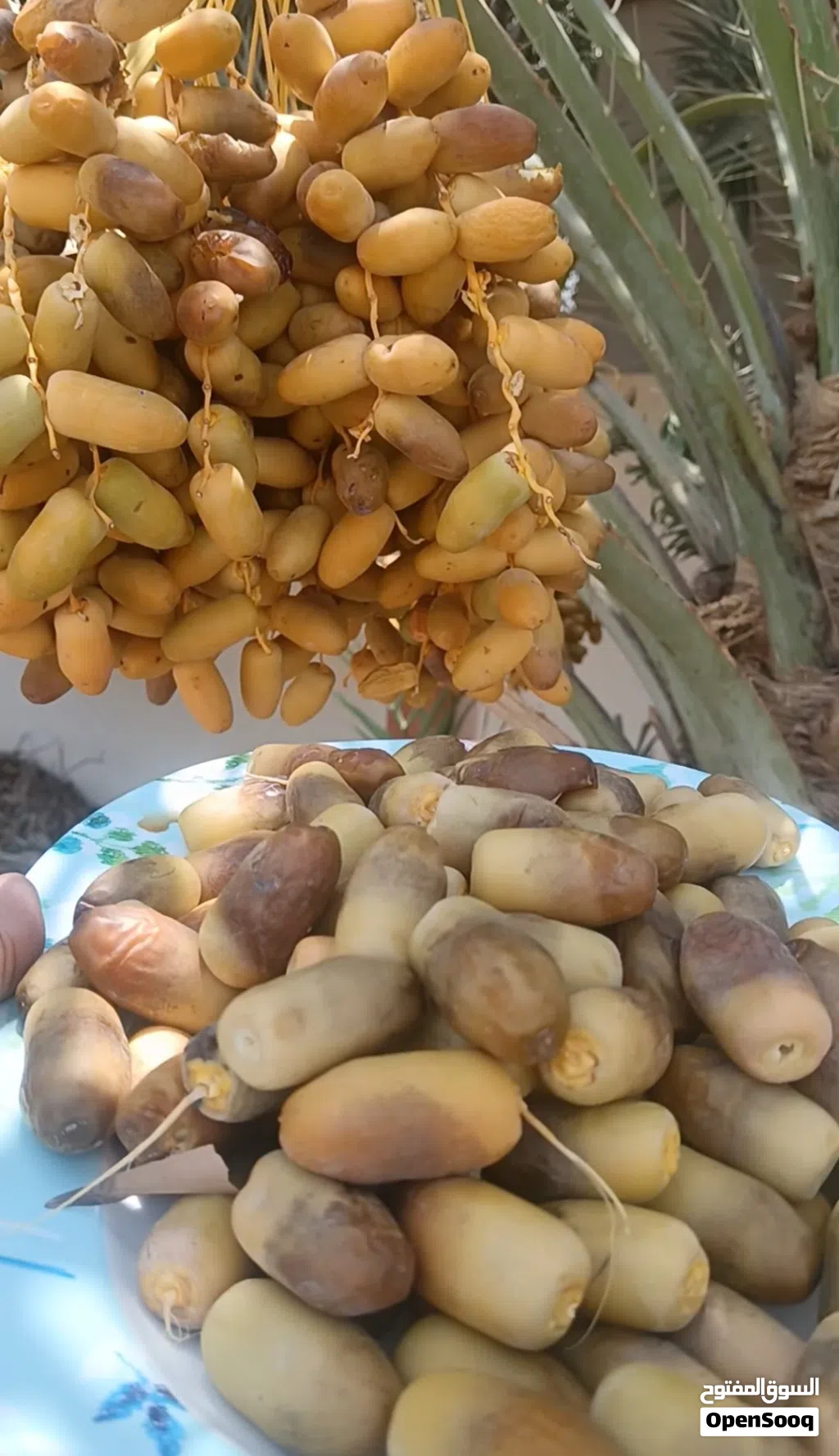 رطب نغال في مسقط