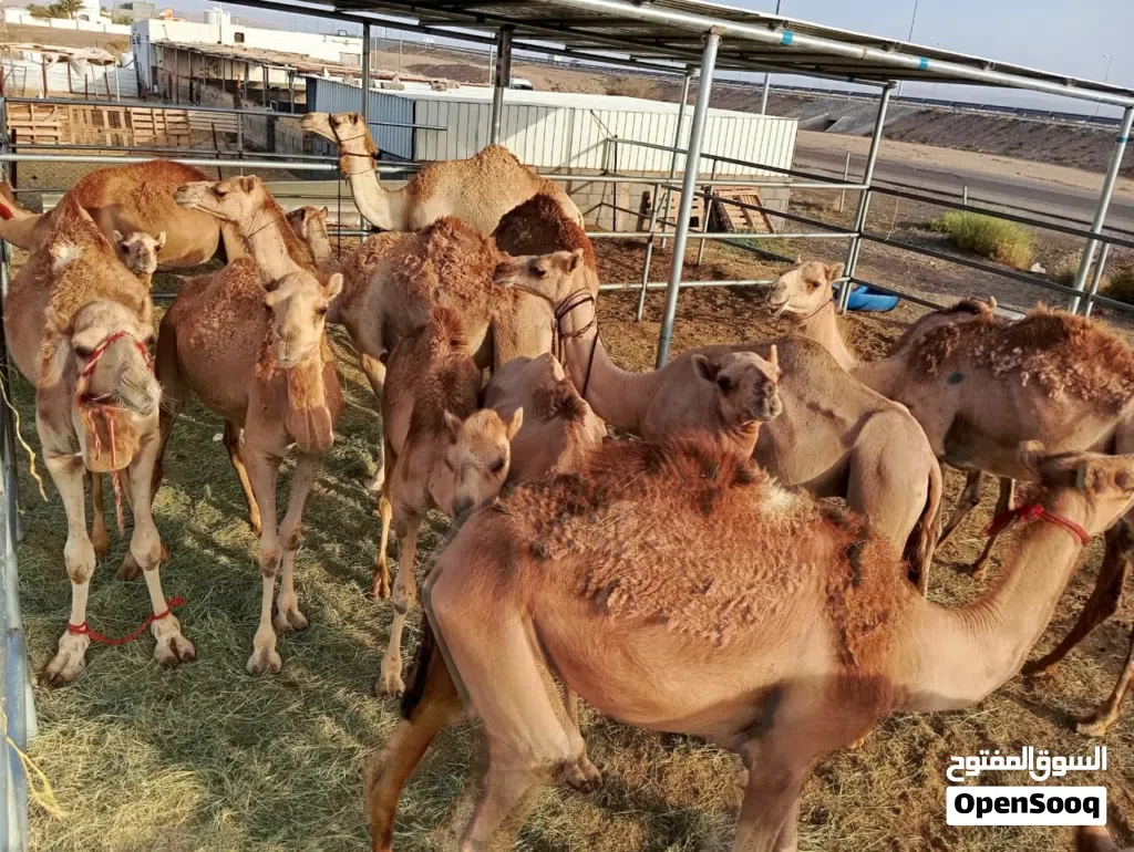جعدان وبكار جمال محليه