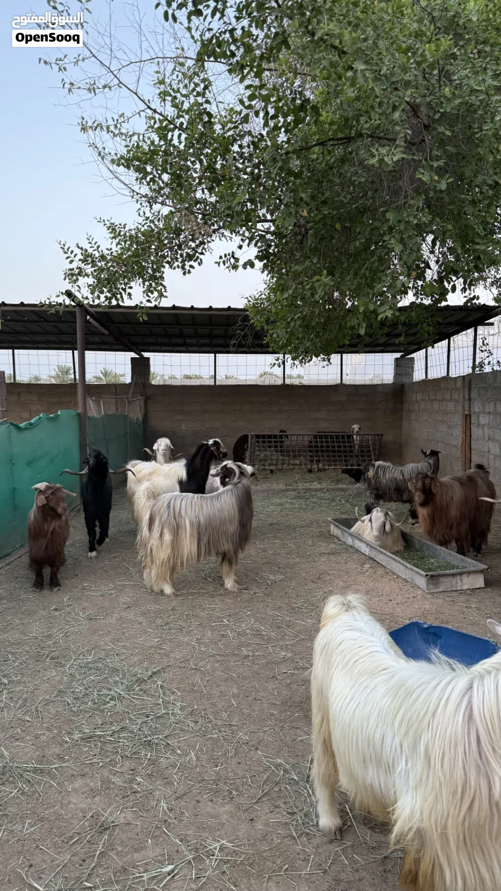 جدايه سمان فول للبيع سعر الراس 160  الموقع بركا  خلف التنين يوجد خدمه الذبح و التوصيل