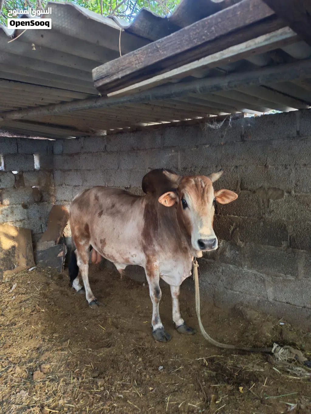 ثور تربية بيت للبيع
