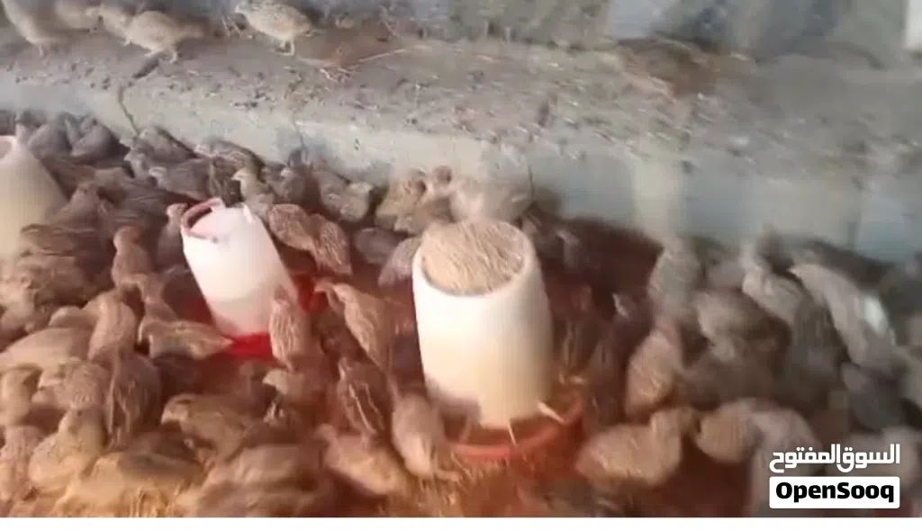صوص سمان الجامبو ةةةةةةةةةةةةةةةةةةةةةةةةةةةةةةةةةةةةةةةةةةةةةةةةةةةةةةةةةةةةةةةةةةةةةةةةةةةةةةةةةةة