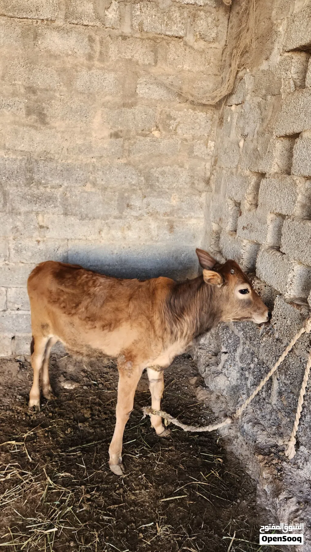 عجل طيب للبيع